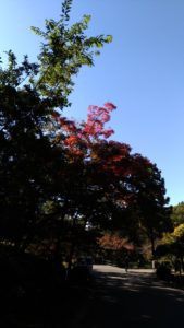 東山動植物園の紅葉見頃情報の参考画像